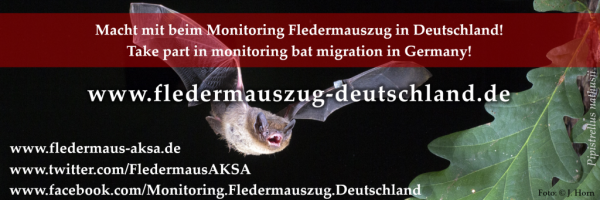 Monitoring Fledermauszug